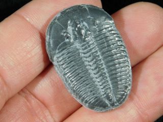 A Larger 100 Natural 500 Million Year Old Elrathia Trilobite Fossil Utah 4.  01 2