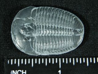 A Larger 100 Natural 500 Million Year Old Elrathia Trilobite Fossil Utah 4.  01 3