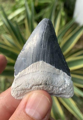 2.  28” Blue Bone Valley Megalodon Shark Tooth - No Restoration
