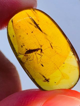 2.  54g Extinct Predatory Roach Burmite Myanmar Amber Insect Fossil Dinosaur Age
