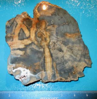 2 - 1/2 Lb.  Sliced Petrified Wood From Arizona Full Round,  Unusual Pattern