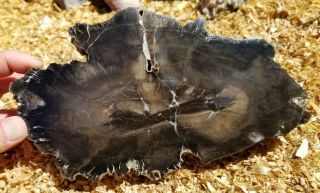 Polished Petrified Wood Slab Utah W1