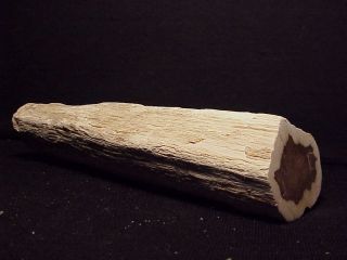 Rw Polished " Petrified Wood Limb " 6 " Long Oregon
