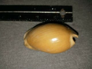 Florida Fossil Rare Cowrie Found In Bone Valley 11 Perfect Collector Quality