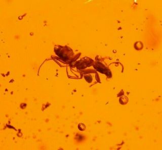 5 Ants,  Chironomid,  4 Flies In Authentic Dominican Amber Fossil Large 9.  1 G