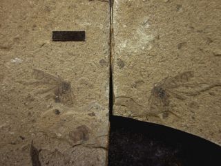 Scorpionfly Insect Fossil,  Inner Mongolia - 71915