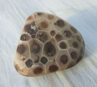 Vivid Petoskey Stone Fossil Specimen Ancient Sea Coral Chakra Healing Dark Eyes