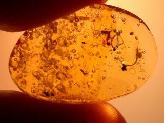 Water Bubbles Enhydros,  Worker Ant,  Fly In Authentic Dominican Amber Fossil