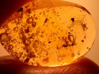 Water Bubbles Enhydros,  Worker Ant,  Fly in Authentic Dominican Amber Fossil 2