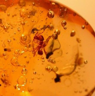 Water Bubbles Enhydros,  Worker Ant,  Fly in Authentic Dominican Amber Fossil 3