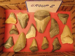 12 Broken Megalodon Shark Teeth From The Bone Valley Area In Fl Box 2