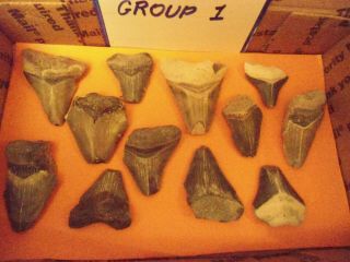 12 Broken Megalodon Shark Teeth From The Bone Valley Area In Fl Box 1