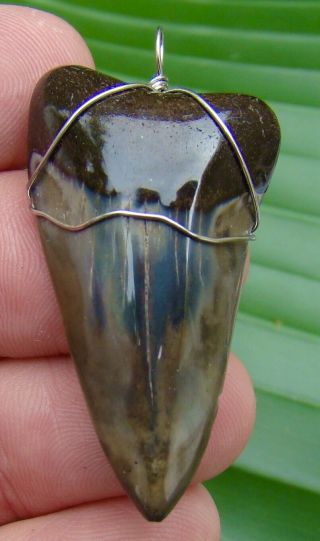 Mako Shark Tooth Necklace - 1.  83 In.  Real Fossil - Not Fake