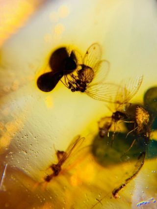 Neuroptera Fly Nest Burmite Myanmar Burmese Amber Insect Fossil Dinosaur Age