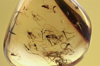 Swarm Of 23 Insects & Leaf Fossil Inclusion Baltic Amber,  Hq Pic 200729