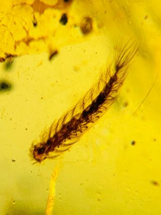 Polyxenida Millipede&cicada Burmite Myanmar Amber Insect Fossil Dinosaur Age
