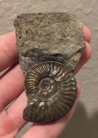 Germany Fossil Ammonite Graphoceras Sp.  Jurassic Fossil Age