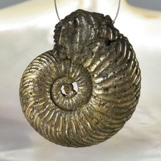 Ammonite Rare Gold Pyrite Fossil Crucilobiceras Uk Focal Bead Pendant 8.  47 G