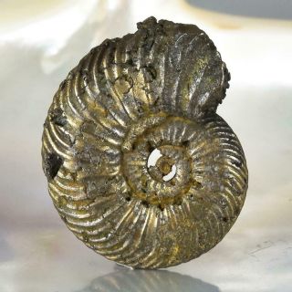 Ammonite Rare Gold Pyrite Fossil Crucilobiceras UK Focal Bead Pendant 8.  47 g 2
