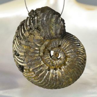 Ammonite Rare Gold Pyrite Fossil Crucilobiceras UK Focal Bead Pendant 8.  47 g 3