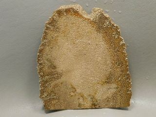 Petrified Palm Wood Rough Rock Stone Slab Fossil Cabbing Lapidary Louisiana 32