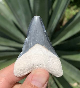 2.  60” Blue Bone Valley Megalodon Shark Tooth - No Restoration