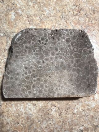 Petoskey Stone Cut Slab 1.  140 Kg 2.  8 Lbs Large Square Piece Coral Marks