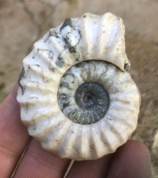 Polished British Lower Jurassic Aegasteroceras Ammonite From Scunthorpe,  England