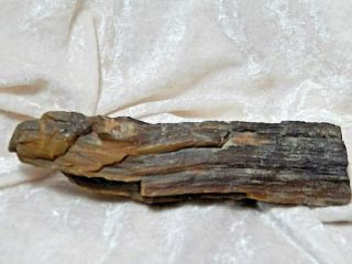 Petrified Wood Limb Cast Rock 11.  3 Oz.  7 " Length 1 3/4 " Wide