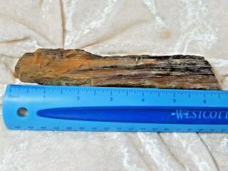 Petrified Wood limb Cast Rock 11.  3 Oz.  7 