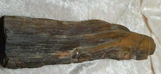 Petrified Wood limb Cast Rock 11.  3 Oz.  7 