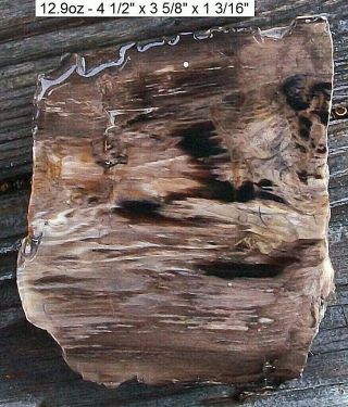 Central Idaho - Petrified Wood Plank Cut Half Log - Stellar Top Grade