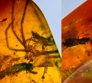 Big Spider&beetle Burmite Myanmar Burmese Amber Insect Fossil Dinosaur Age