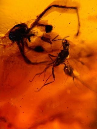 Spider&wasp Bee Burmite Myanmar Burmese Amber Insect Fossil Dinosaur Age