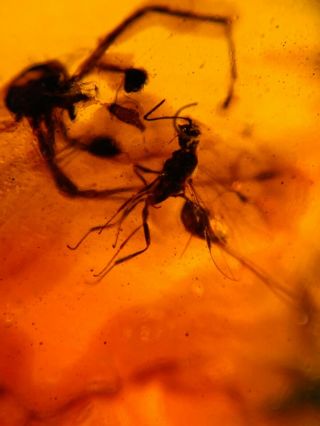 spider&wasp bee Burmite Myanmar Burmese Amber insect fossil dinosaur age 2