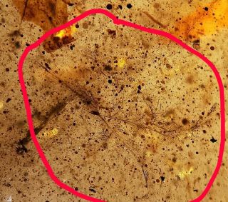 Burmese Burmite Cretaceous Dinosaur Amber Insect Fossil Myanmar Lost Money Sell