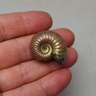 33mm Eboraticeras sp.  Pyrite Ammonite Fossil Fossilien Russia Mollusks pendant 2