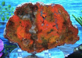 Petrified Wood Complete Round Slab W/bark Swirling Flames Of Reds Oranges Greens