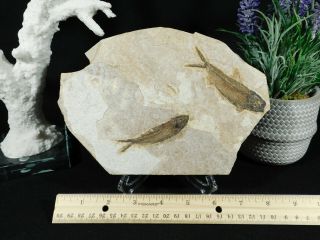 Two 100 Natural 50 Million Year Old Knightia Fish Fossils From Wyoming 529gr