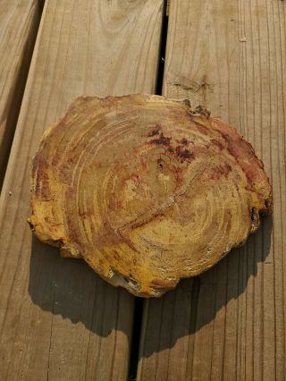Petrified Wood Complete Slab W/bark Spectacular Rare 8.  5 " X 7.  25 "