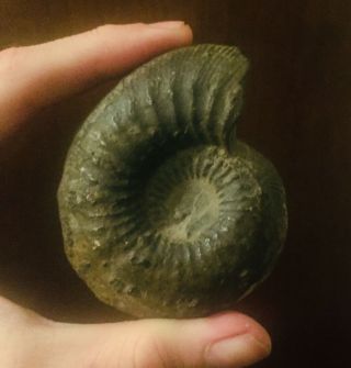 France Fossil Ammonite Protetragonites Quadrisulcatus Jurassic Ammonite French