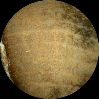 SiS: Ultra - Rare BURMESE Petrified Wood Round from MYANMAR - Perfect MAHOGANY 2