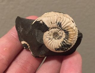 Germany Fossil Ammonite Amaltheus Sp.  Jurassic Fossil Age