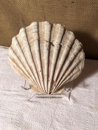 Chesapecten Jeffersonius Fossil Scallop Shell,  State Fossil Of Virginia,  5.  5”
