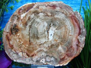 Petrified Wood Complete Round Slab W/bark Cranberry Gem W/rings 5 - 3/4 "