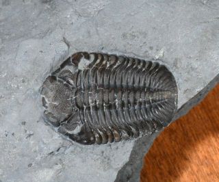Trilobite Eldredgeops Rana York Devonian Crinoid Age