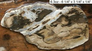 Nevada - Goose Creek Petrified Wood Slab - Good Quality