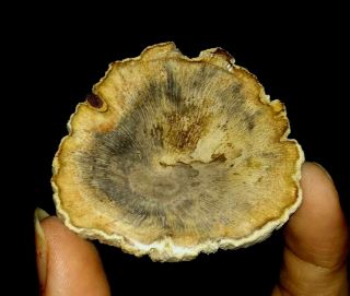 Petrified Wood Fossil Slice,  From Java,  Indonesia,  47mm