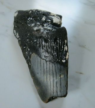 Large Fossil Megalodon Shark Tooth,  4 1/2 Inches Over 1 " Thick