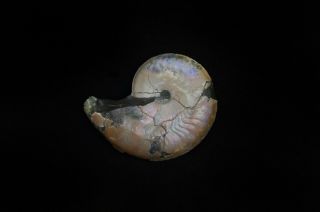 Fossil Ammonite Aconeceras From Russia